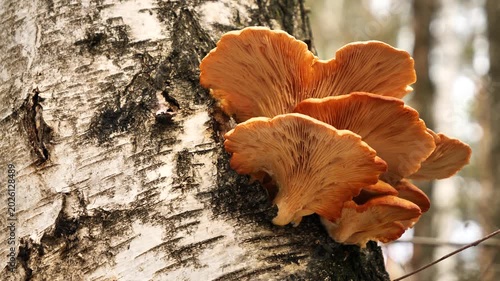 Phyllotopsis nidulans, known as the mock oyster or the orange oyster grown on a birch tree