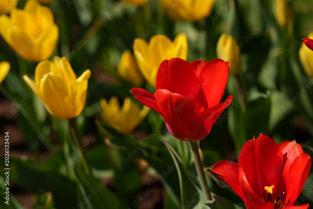 Fototapeta premium A red tulip flower growing on a clear sunny day. A beautiful spring flower that brings a joyful mood.