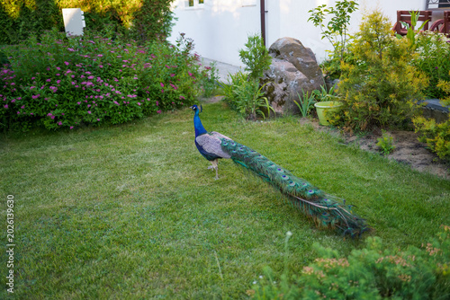 Konstfotografi peacock walks in the garden rear view