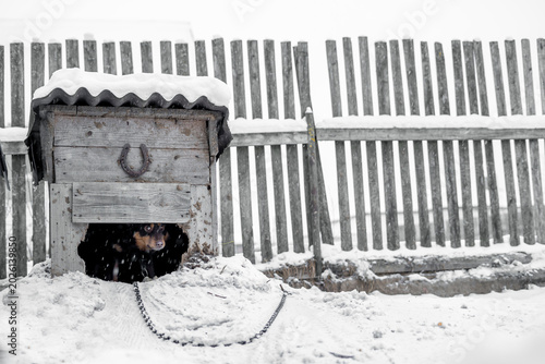 Canvastavla mongrel dog in a doghouse on a chain in inclement weather in the snow