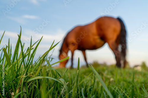 a blurred grazing horse on a background of green grass