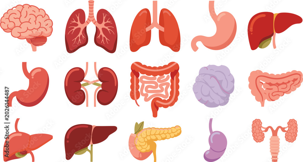 Obraz premium Human Internal Organs Vector Icon Set with Brain Lungs Stomach Liver Kidneys Intestines and Pancreas for Medical Education and Healthcare Graphic Designs