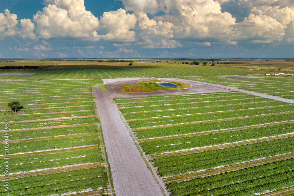Fototapeta premium Green farmland landscape in summer season with growing crops. Agricultural cultivated field. Farming and agriculture industry