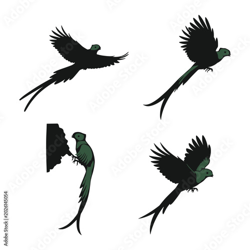 Canvas Print Resplendent quetzal vector set featuring exotic tropical birds flying with long