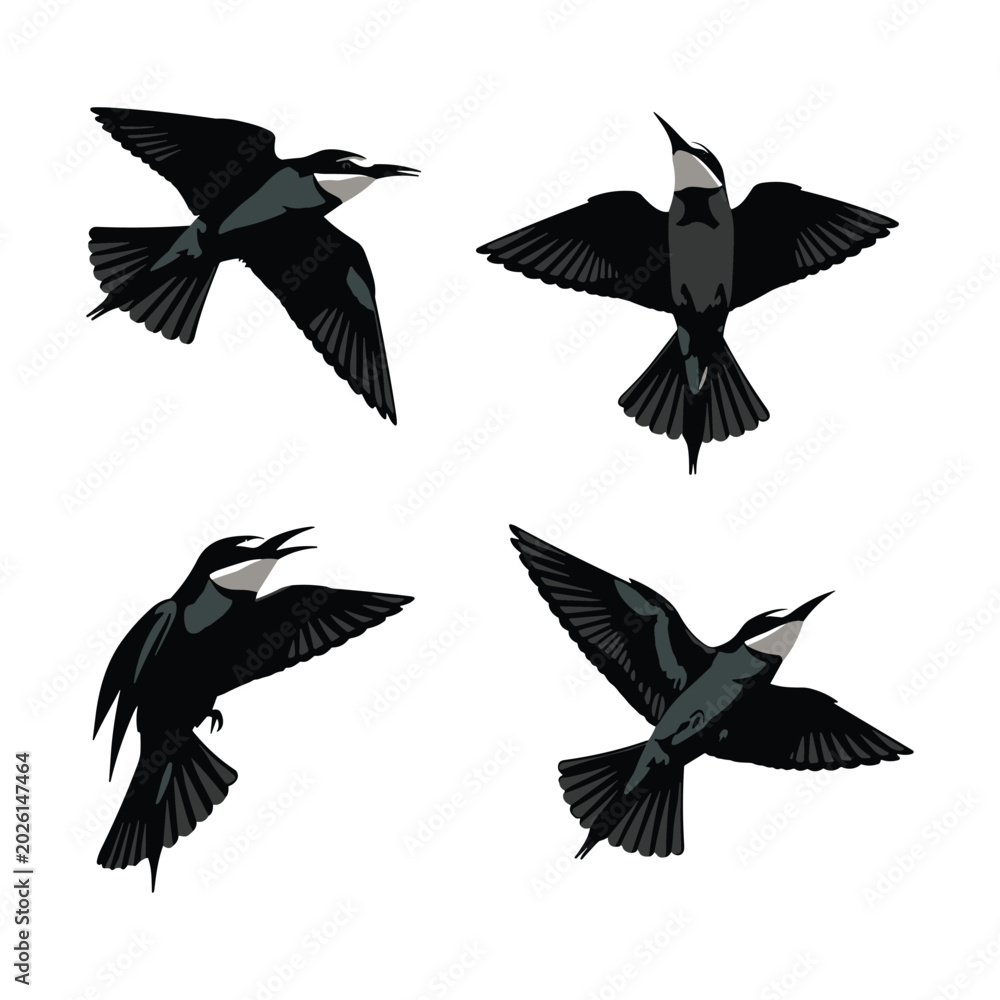 Obraz premium Flying swift and swallow bird vector illustration set featuring dark hand drawn avian elements with extended wings, isolated on white background for commercial design
