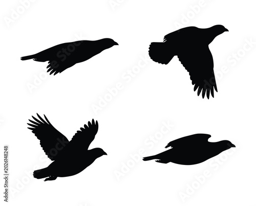 Φωτογραφία Flying partridge silhouette set, isolated quail or grouse flight poses, black ga