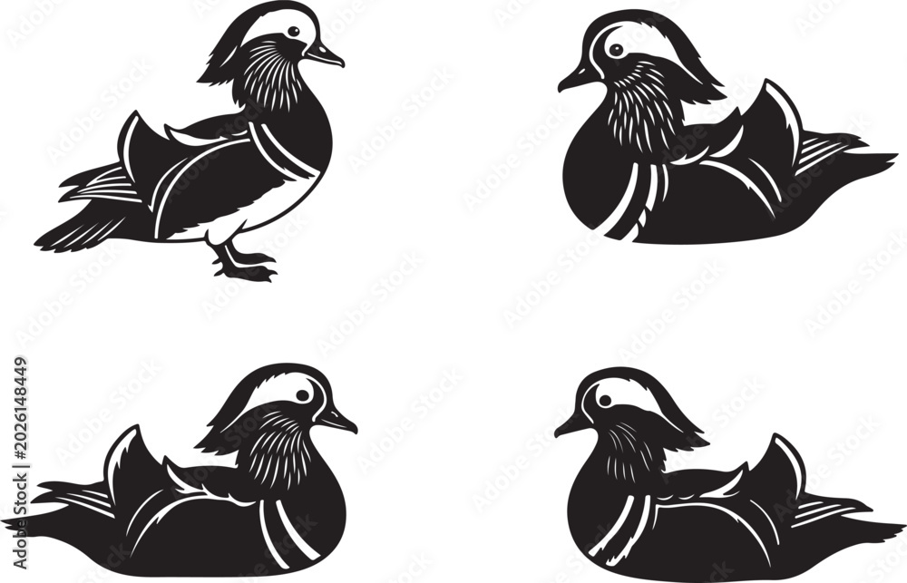 Obraz premium Mandarin duck on white background.