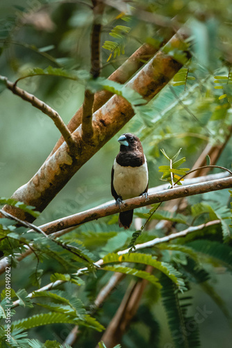 Obraz na płótnie Javan Munia on a branch