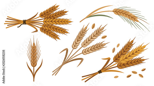 Photos Golden wheat stalks and grains for harvest and agriculture.