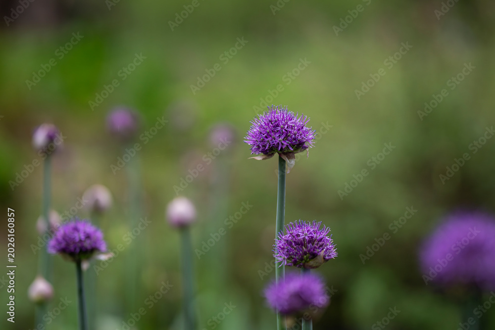 Fototapeta premium Like tiny violet lanterns floating above the garden, the alliums sway gently in the evening air. Purple Allium stipitatum 'Violet Beauty' blooming in a garden.