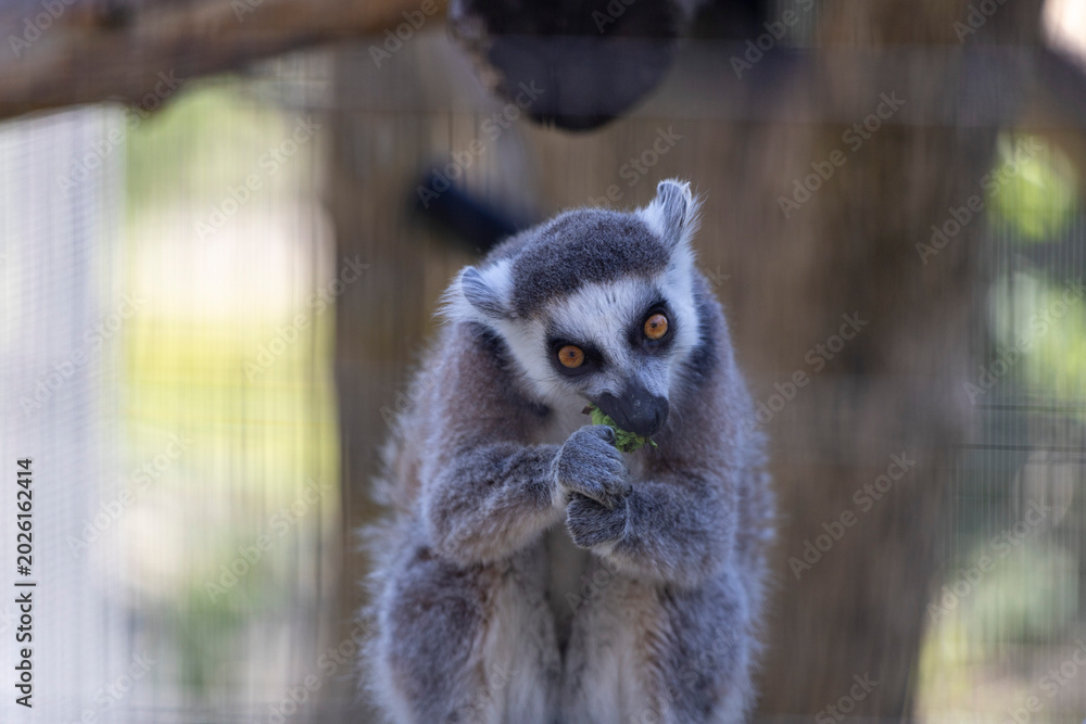Fototapeta premium Playful lemur enjoying a tasty snack while perched on its cage, showcasing its unique features and vibrant fur.