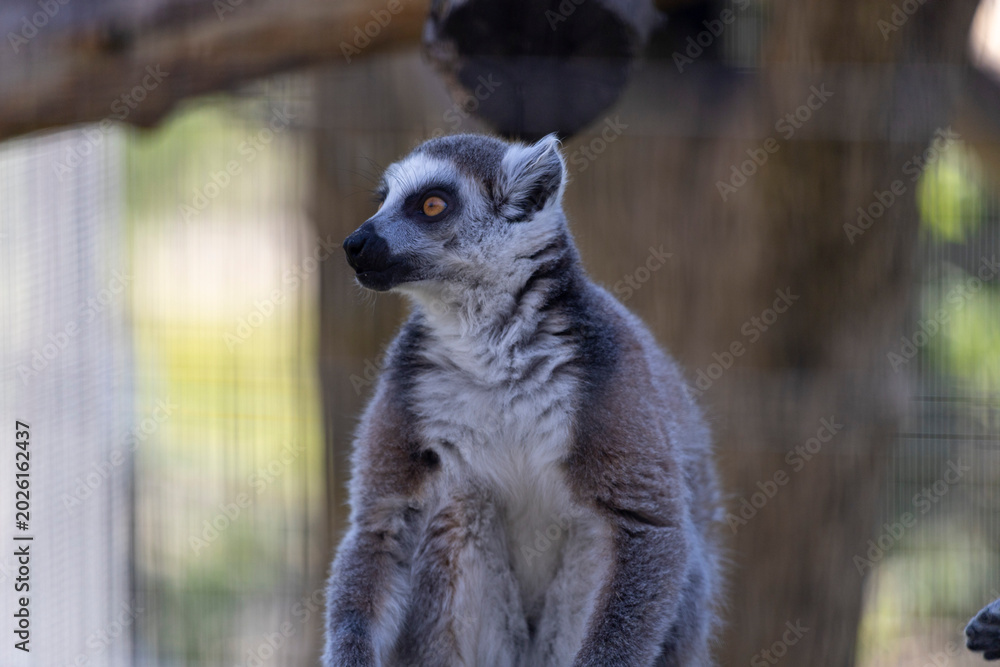 Fototapeta premium Curious lemur perched gracefully on a tree branch, surrounded by lush greenery and vibrant jungle foliage.