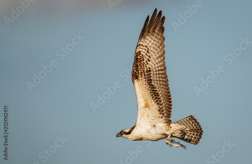 Fotografija very wet Osprey taking off in flight, wings aloft with Mullet in talons