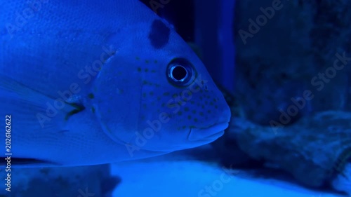 Marine sweetlips fish swimming in blue aquarium light with spotted head pattern and soft reflections highlighting calm underwater atmosphere