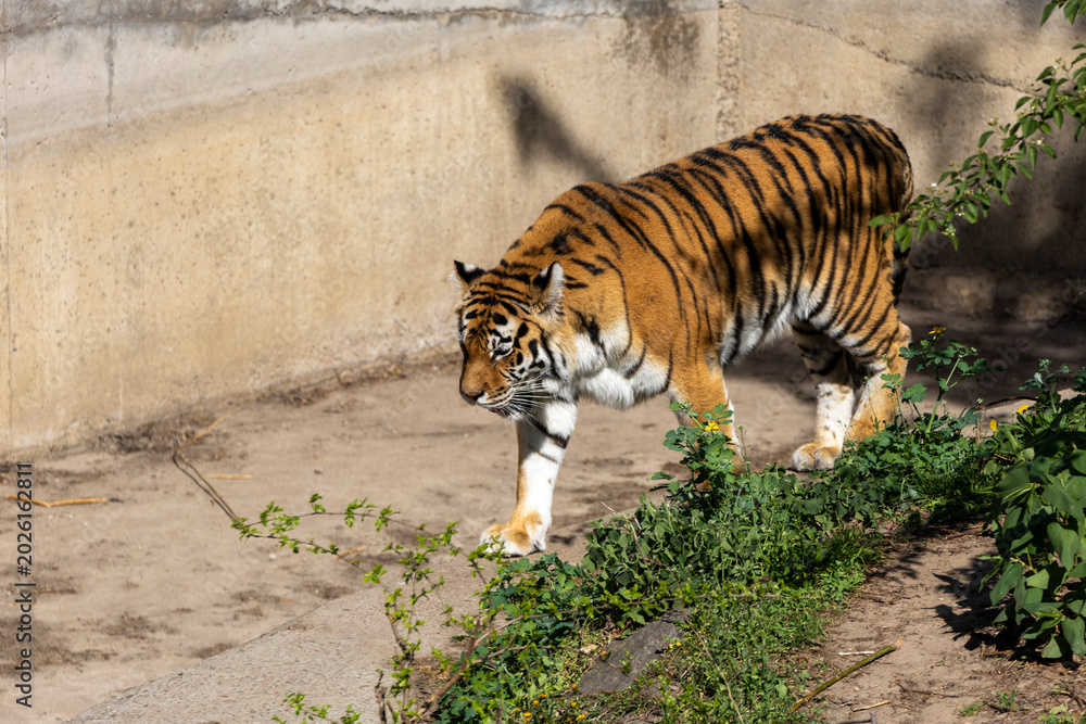 Fototapeta premium Majestic tiger gracefully walking through its zoo enclosure, showcasing its striking colors and powerful presence.