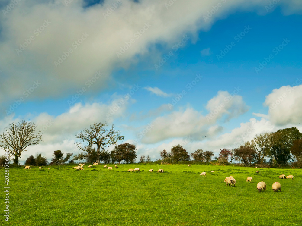Obraz premium Vast green pasture under a vivid blue sky. Scattered wool sheep graze peacefully across the field. Clouds drift lazily, casting soft shadows. Trees dot the horizon, adding depth to the scene