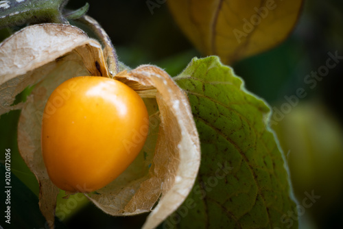 Konstfotografi Aguaymanto maduro, (Physalis peruviana L