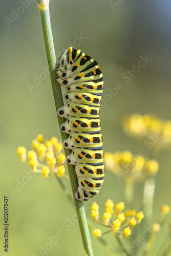 Swallowtail Butterfly Caterpillar on Fennel Stem, Drenthe, Netherlands