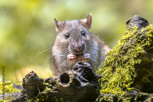 Wild Brown Rat Feeding on Mossy Log, Drenthe, Netherlands