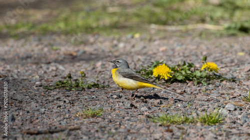 Grey wagtail walking on gravel