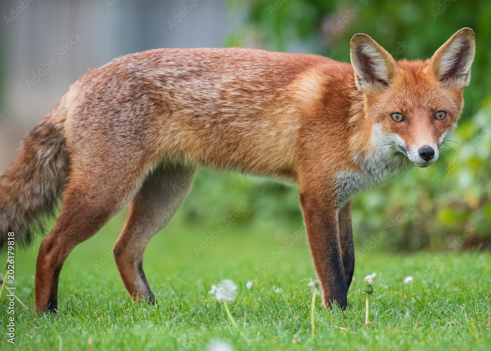 Obraz premium red fox red fox portraitportrait