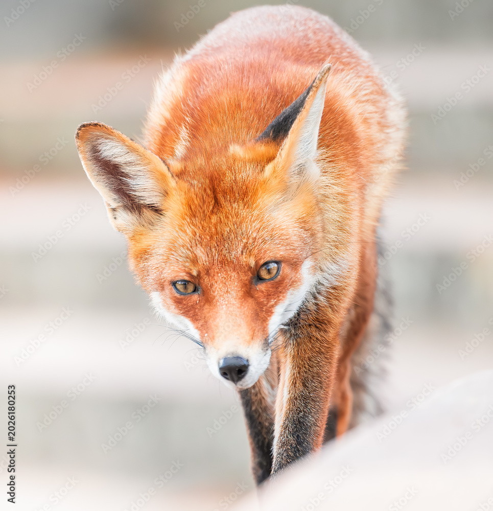 Fototapeta premium red fox portrait