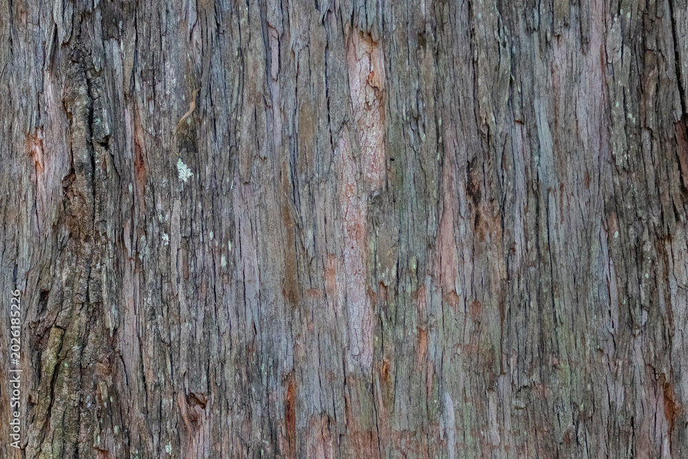 Fototapeta premium etail of fissured tree bark with gray and brown tones. Natural texture ideal for design, architecture and organic backgrounds.