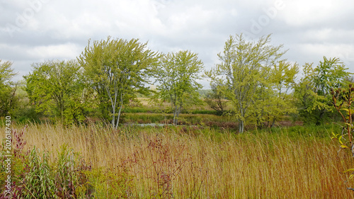 Tableau sur toile Birch Trees in a field swaying in the wind