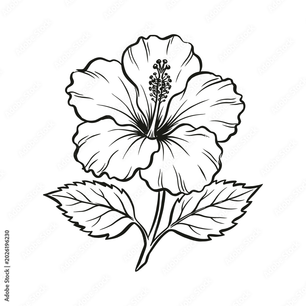 Obraz premium Beautiful black and white hibiscus flower with leaves isolated design