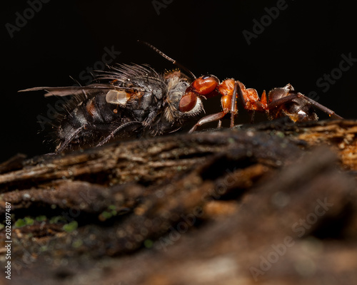Quadro su tela Vertical extreme macro of red ant confronting captured fly on rotten wood with d