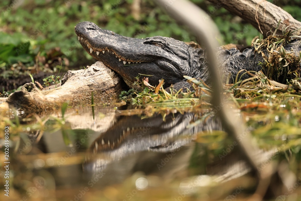 Obraz premium American Alligator with Reflection in Calm Waters 