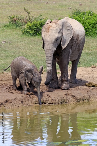African Elephants (Loxodonta africana), adult female with young by the water, drinking, Addo Elephant National Park, Eastern Cape, South Africa