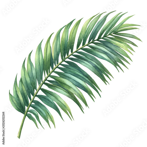 Bild auf Leinwand Palm Leaf, vibrant painting vector in watercolor style with playful brushwork and lively colors, isolated on a white background