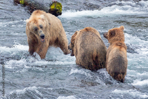 Foto Mother grizzly bear protecting her yearling cub from an aggressive male kodiak b