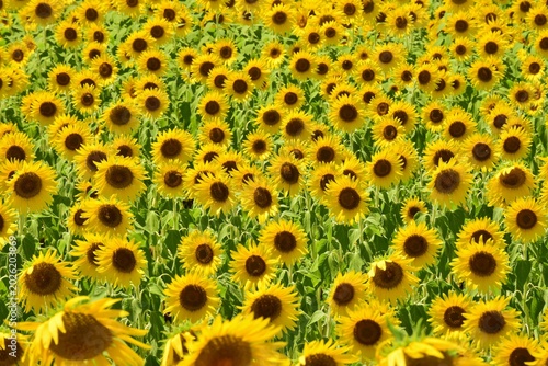 青空に映えるひまわりの花