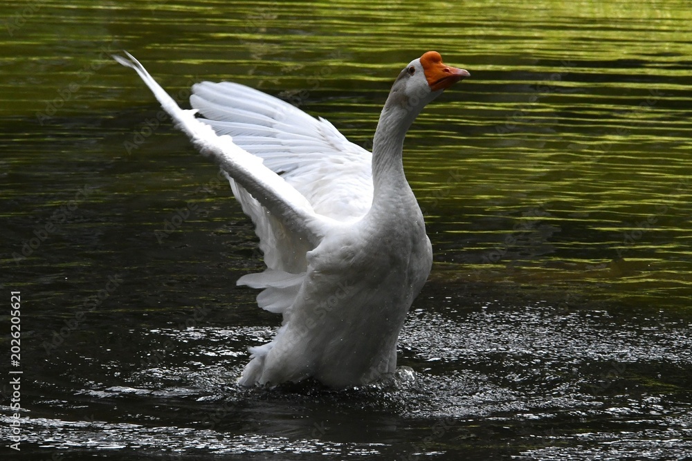 Ταπετσαρία O ganso Antônio dando um show de beleza se banhando no lago do jardim do Museu d