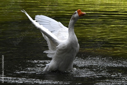 Foto O ganso Antônio dando um show de beleza se banhando no lago do jardim do Museu d
