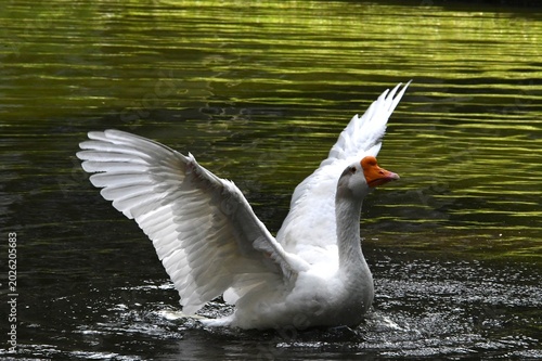 O ganso Antônio dando um show de beleza se banhando no lago do jardim do Museu da República - Palácio do Catete - RJ