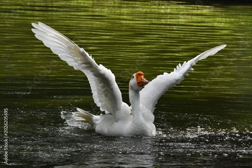 Foto O ganso Antônio dando um show de beleza se banhando no lago do jardim do Museu d
