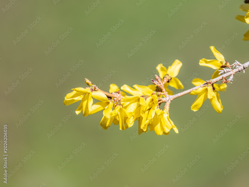 Obraz premium Forsythia. Blooming forsythia bush. Yellow flower on a branch of forsythia.