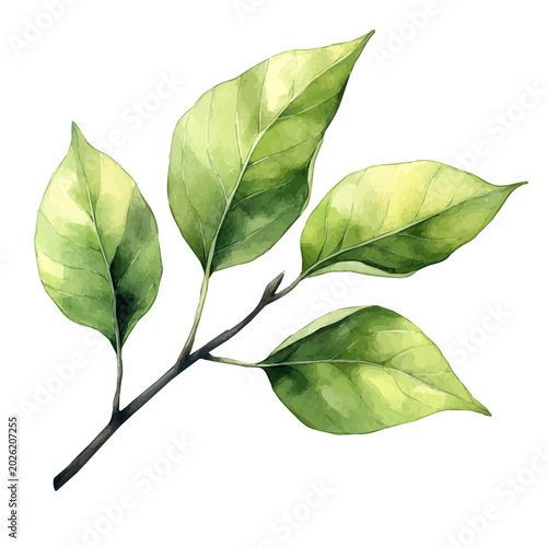 Foto Dewy Green Spring Leaves, delicate painting watercolor vector with vivid brush accents, isolated on a white background