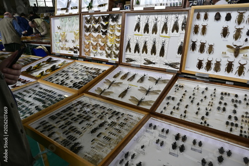 Obraz na płótnie Entomological Exhibition: A World of Pinned Insects