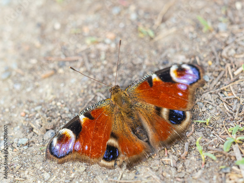 Foto Peacock butterfly on the ground among the grass