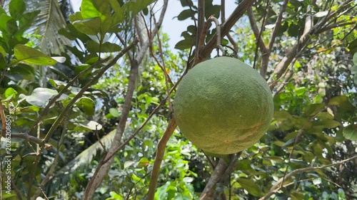 Closeup of Pomelos Hanging from a Tree