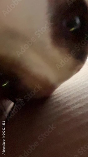 A man shows a dog a treat inside a box. View from inside.