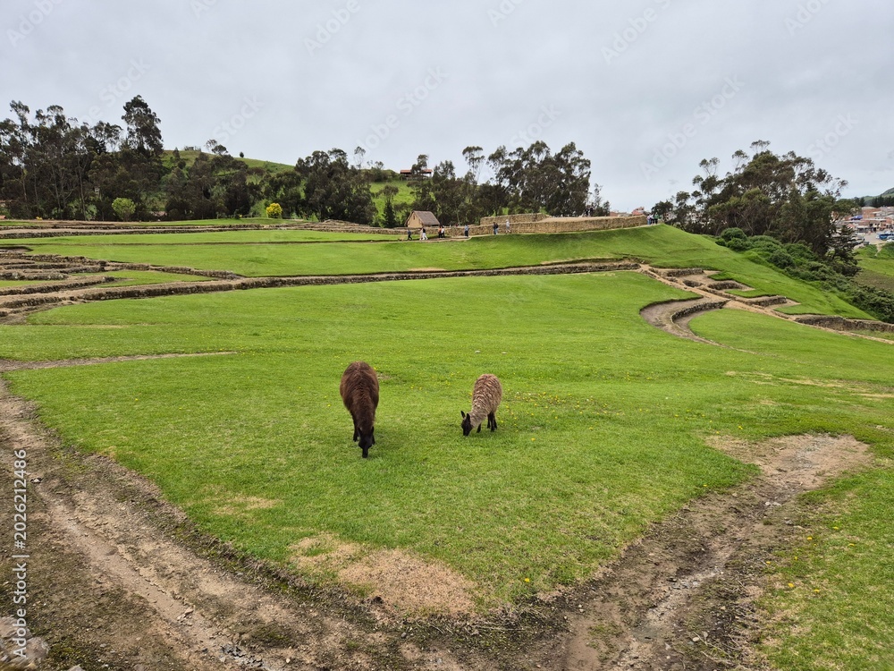 Fototapeta premium two llamas grazing at ancient ruin
