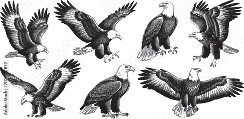 Bild auf Leinwand bald eagle spread wings monochrome illustration collection set