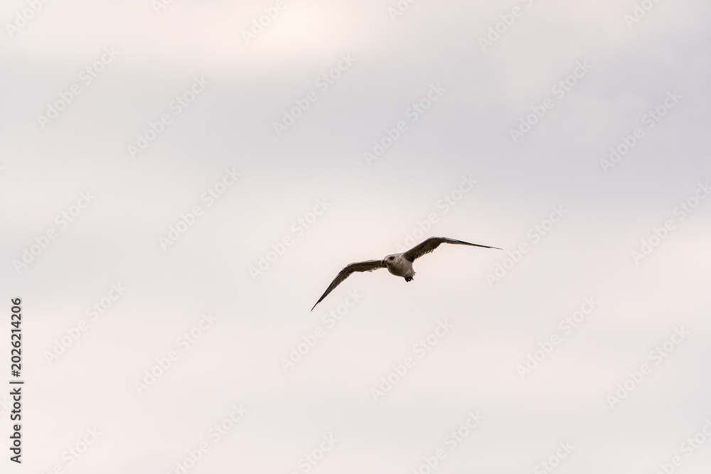 Naklejka premium Sea gull in the clear blue sky.