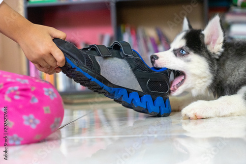 Playful Siberian Husky Puppy Biting a Sneaker Held by a Child