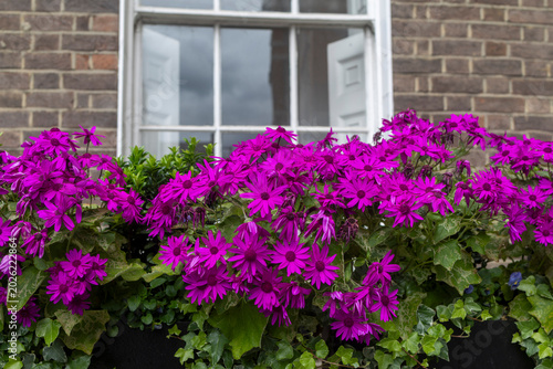 Bright purple cineraria flowers blooming in a window box container against a brick wall of a house.